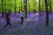 Walking in Bluebell woods.